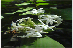 Jasminum auriculatum